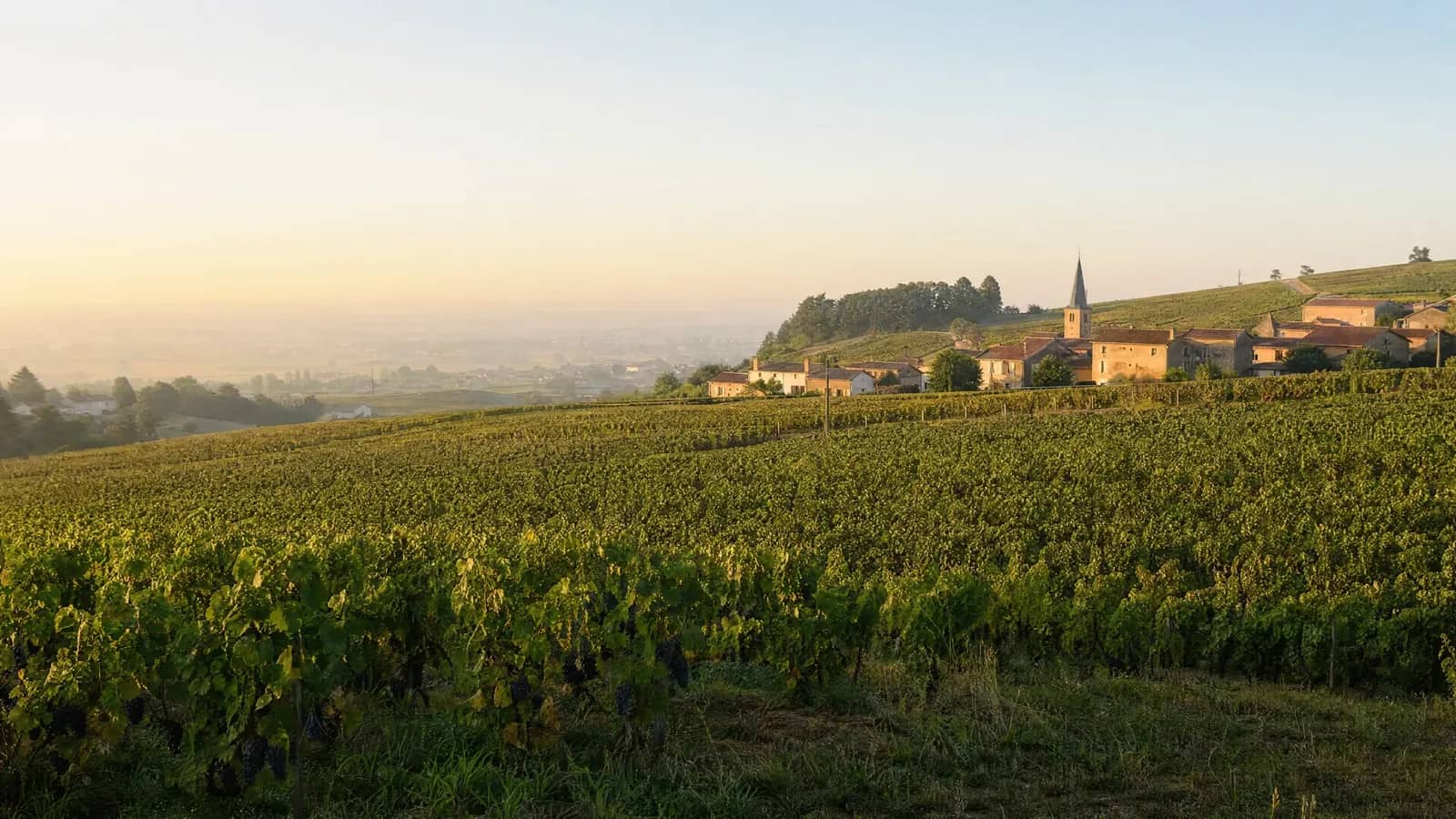 Vignoble du Beaujolais au petit matin de fin août, coteaux de gamay et village en pierre dorée dominant la plaine de la Saône