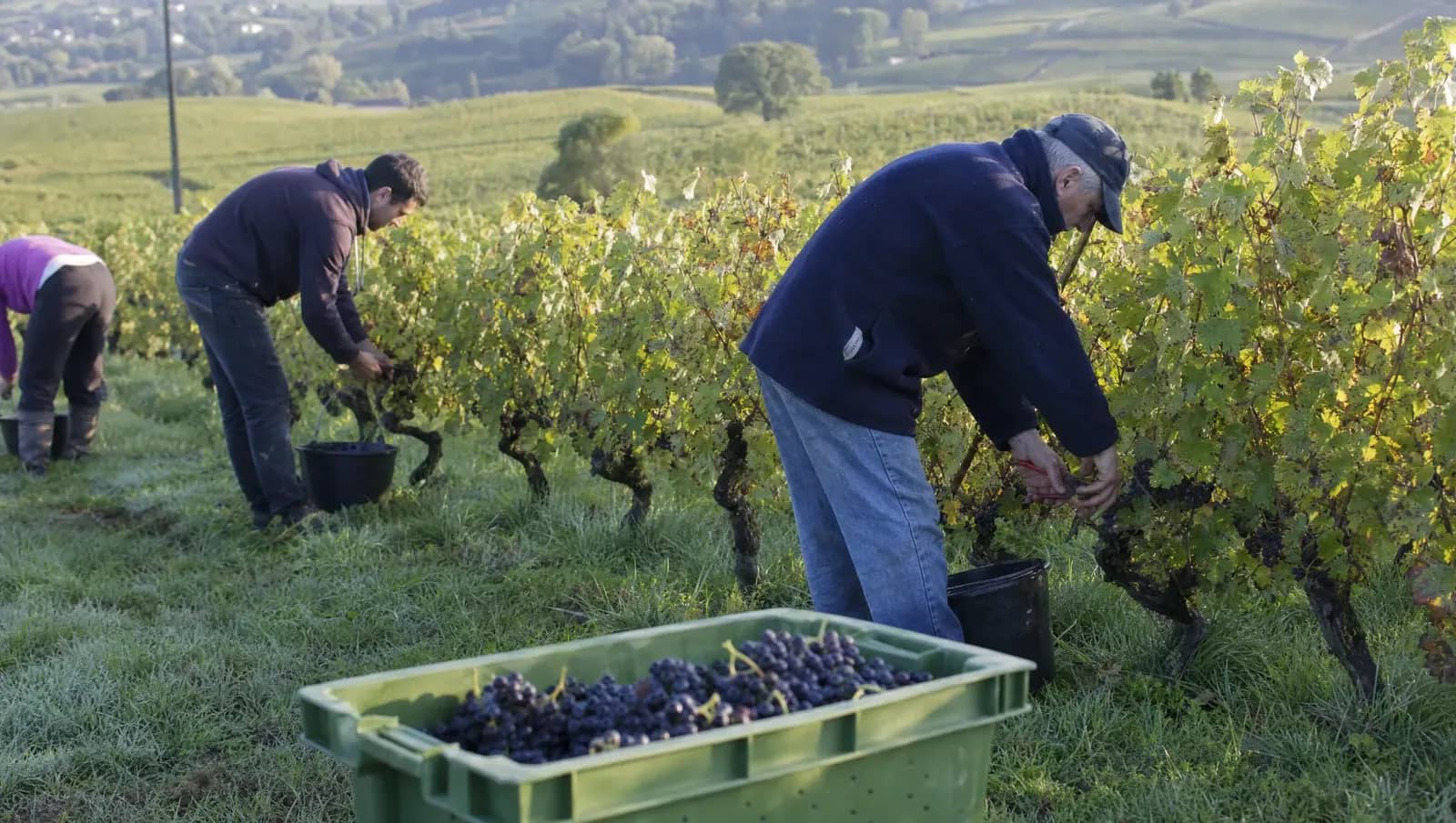 Vendangeurs coupant à la main des grappes entières de gamay dans une vigne du Beaujolais, cagette et seaux au premier plan